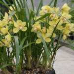 Cymbidium-Orchidee; Kahnorchidee; Kahnlippe (Cymbidium 'Yellow Moon') – Pflanzenfoto