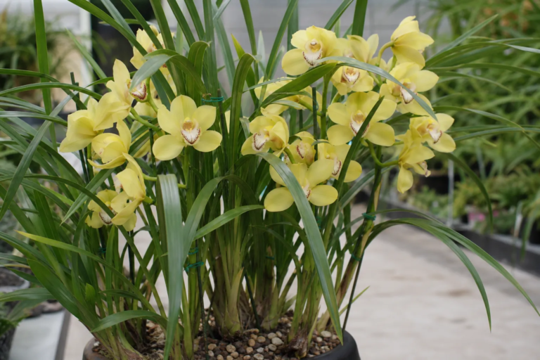 Cymbidium 'Yellow Moon'