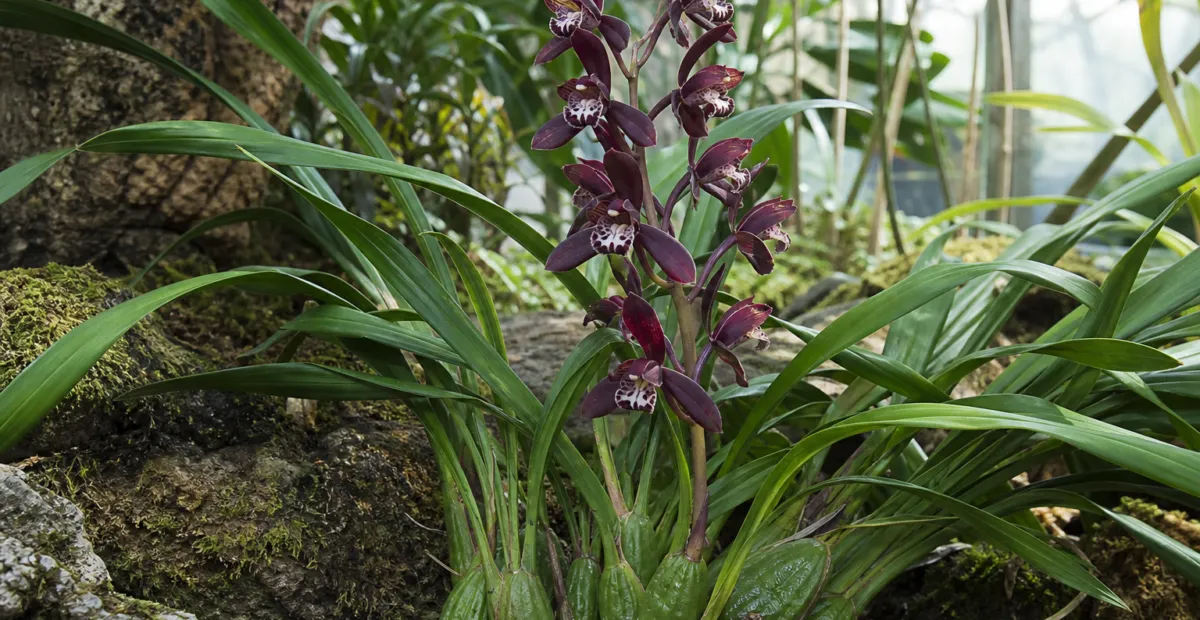 Cymbidium sinense – plant photo