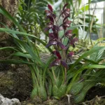 Cymbidium sinense care guide (Cymbidium sinense) – plant photo