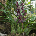 Cymbidium sinense – (Cymbidium sinense) – Pflanzenfoto
