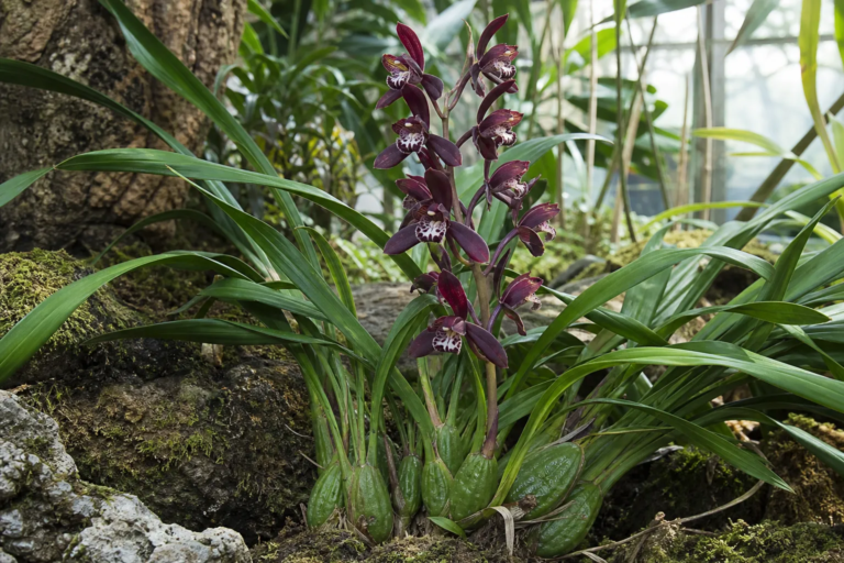 Cymbidium sinense