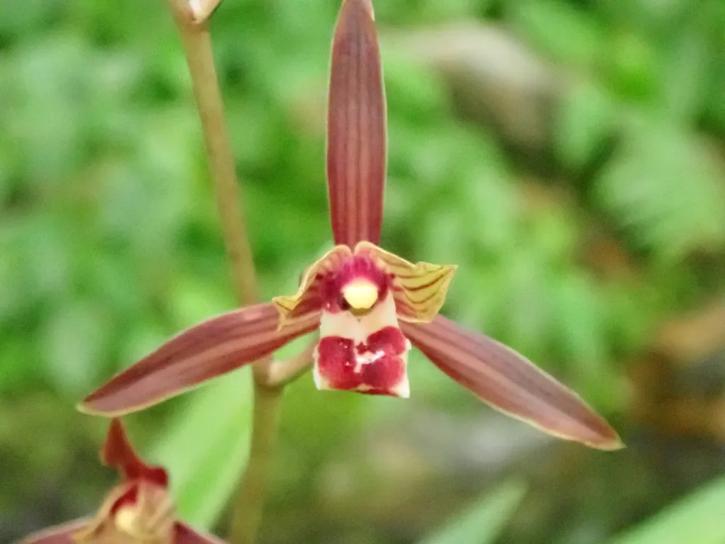 Cymbidium sinense – (Cymbidium sinense) – Blüten in Nahaufnahme, Pflanzenfoto