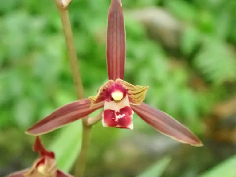 Cymbidium sinense care guide (Cymbidium sinense) – flowers in close-up, plant photo
