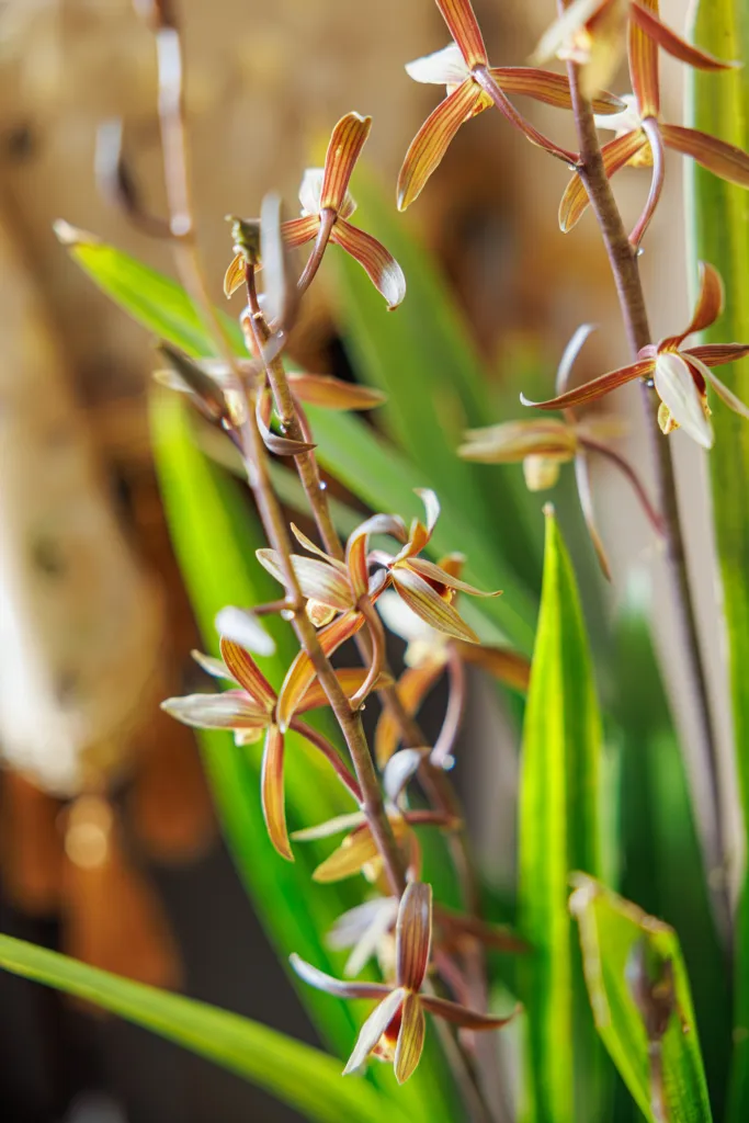 Cymbidium sinense – (Cymbidium sinense) – typisches Erscheinungsbild, Pflanzenfoto