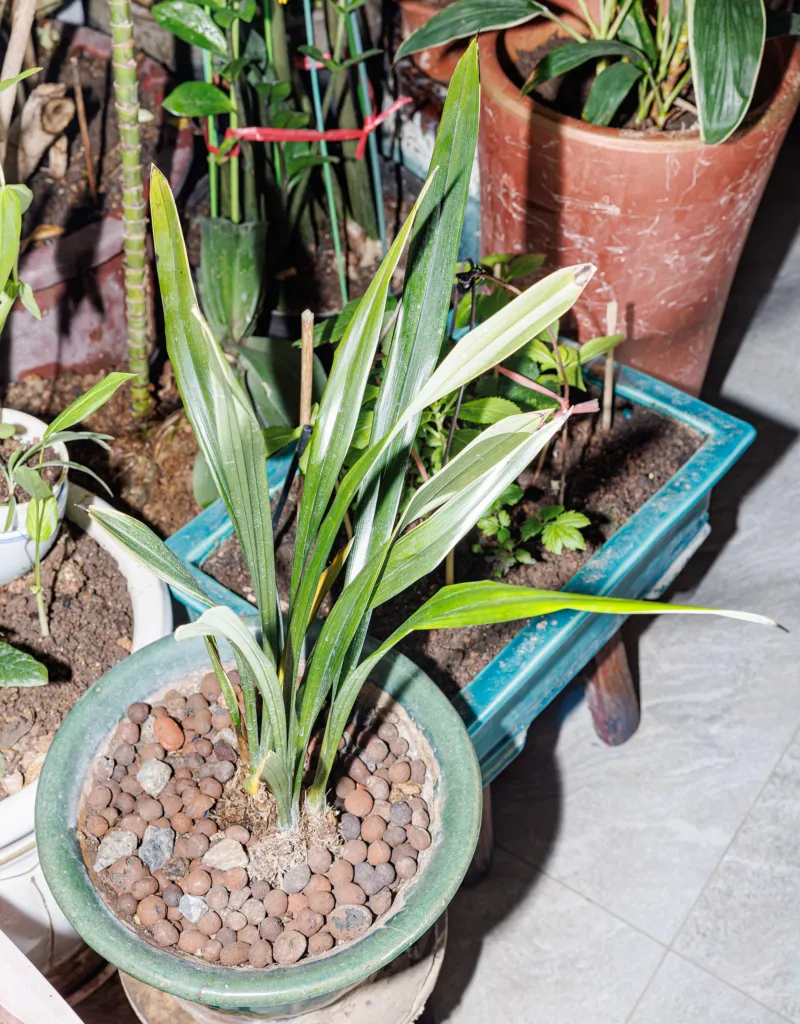 Cymbidium sinense – (Cymbidium sinense) – typisches Erscheinungsbild, Pflanzenfoto