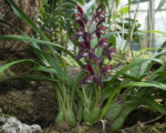 Cymbidium sinense – pestovanie a starostlivosť
