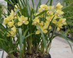 Cymbidium ‘Yellow Moon’