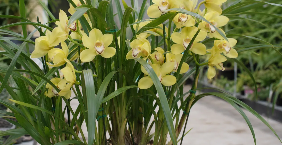 Cymbidium 'Yellow Moon' – plant photo