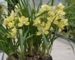 Cymbidium ‘Yellow Moon’