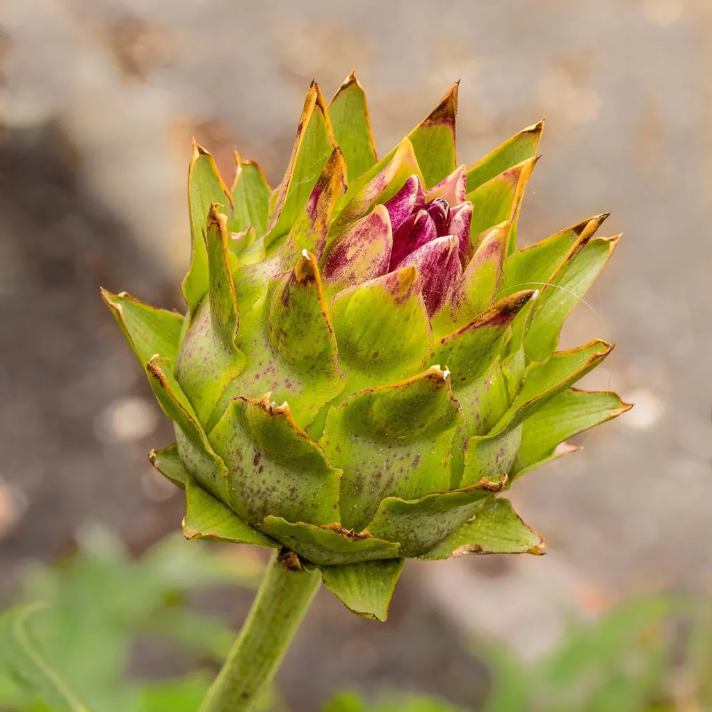 Wilde Artischocke (Cynara cardunculus) – Blüten in Nahaufnahme, Pflanzenfoto