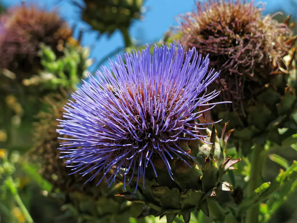 Wilde Artischocke (Cynara cardunculus) – Früchte in Nahaufnahme, Pflanzenfoto