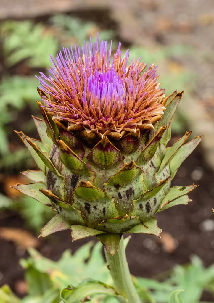 Wilde Artischocke (Cynara cardunculus) – Blüten in Nahaufnahme, Pflanzenfoto