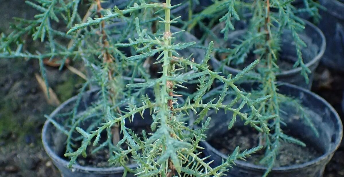 cyprus vždyzelený (Cupressus sempervirens) – fotografia rastliny
