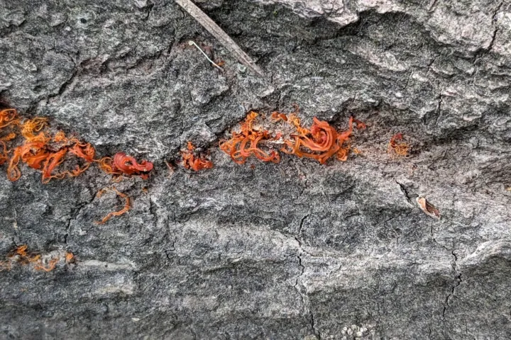 Cytospora Canker