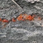 Cytosporová rakovina topoľov a vŕb