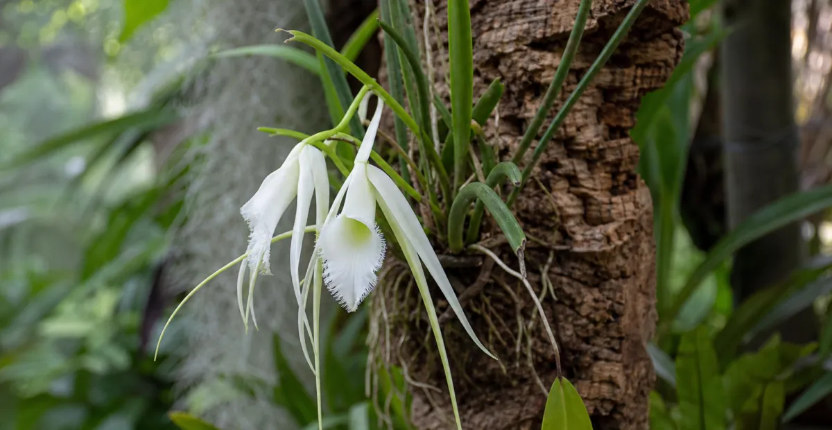 daddy longlegs orchid (Brassavola cucullata) – plant photo