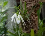 Daddy longlegs orchid (Brassavola cucullata) care guide