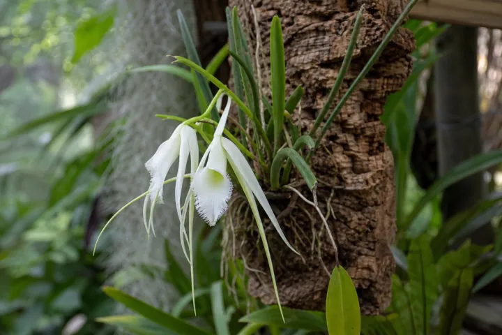 Brassavola cucullata