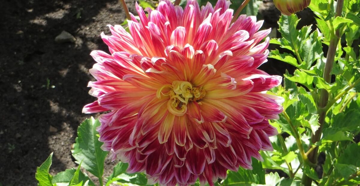 Dahlia 'Akita' – fotografia rastliny