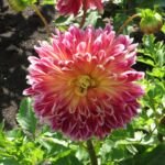 Dahlia 'Akita' – fotografia rastliny