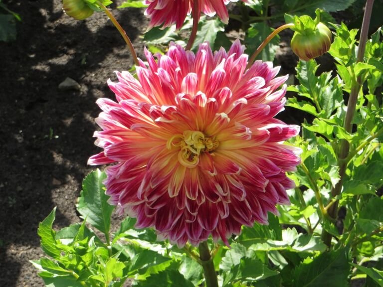 Dahlia 'Akita'