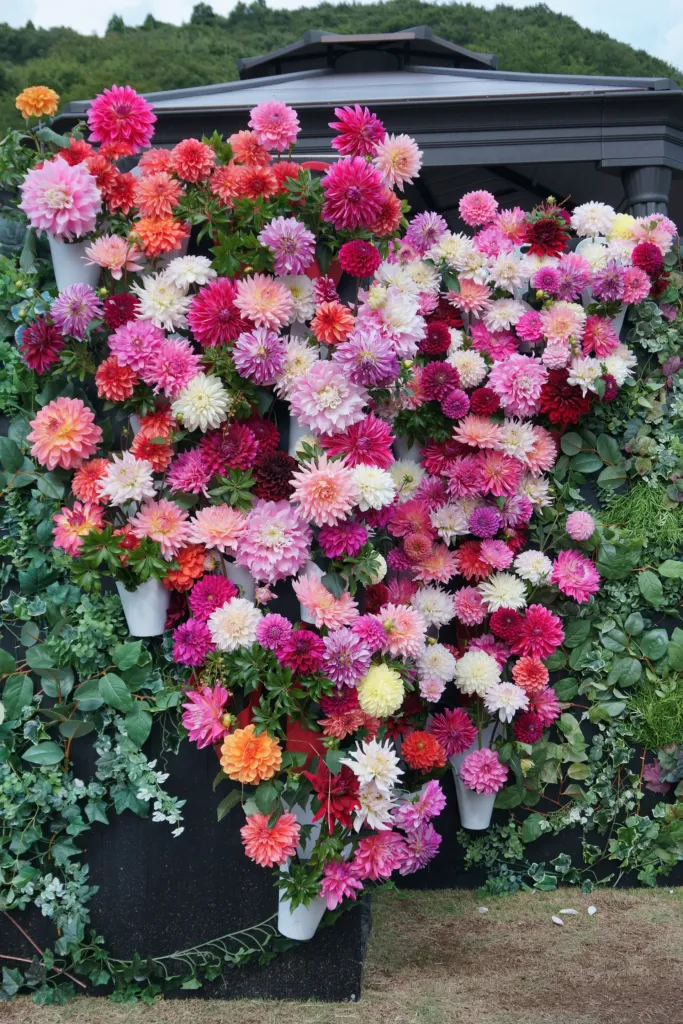 Dahlia ‘Akita’ (Dahlia 'Akita') – Blüten in Nahaufnahme, Pflanzenfoto