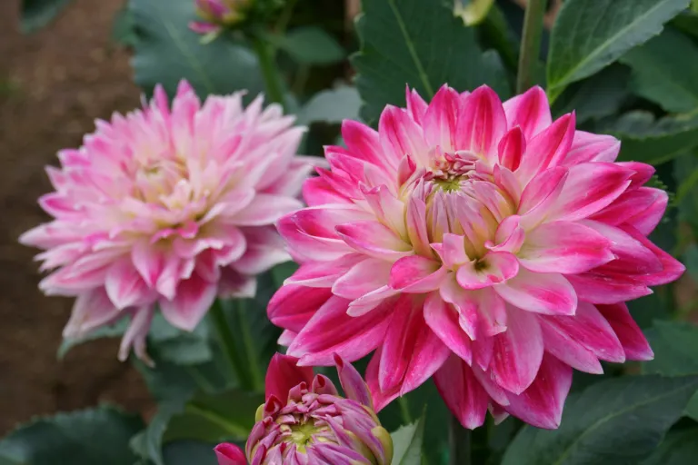 Dahlia ‘Akita’ (Dahlia 'Akita') – in a garden setting, plant photo