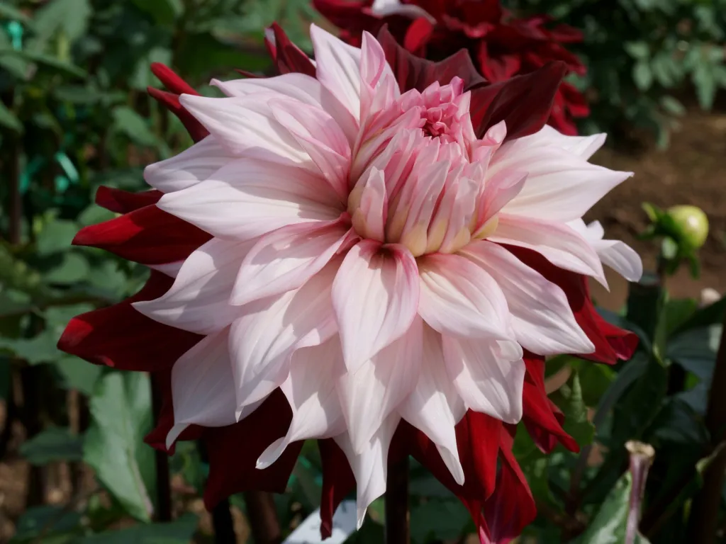 Dahlia ‘Akita’ (Dahlia 'Akita') – im Garten, Pflanzenfoto