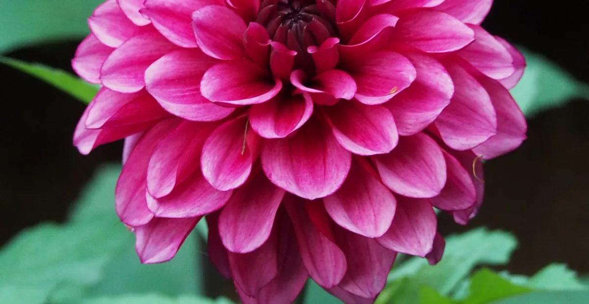 Dahlia 'Arabian Night' – plant photo