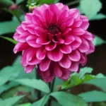Dahlia ‘Arabian Night’ (Dahlia 'Arabian Night') – plant photo