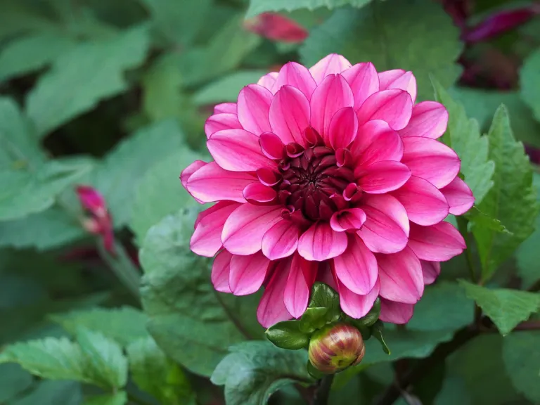 Dahlia ‘Arabian Night’ (Dahlia 'Arabian Night') – flowers in close-up, plant photo