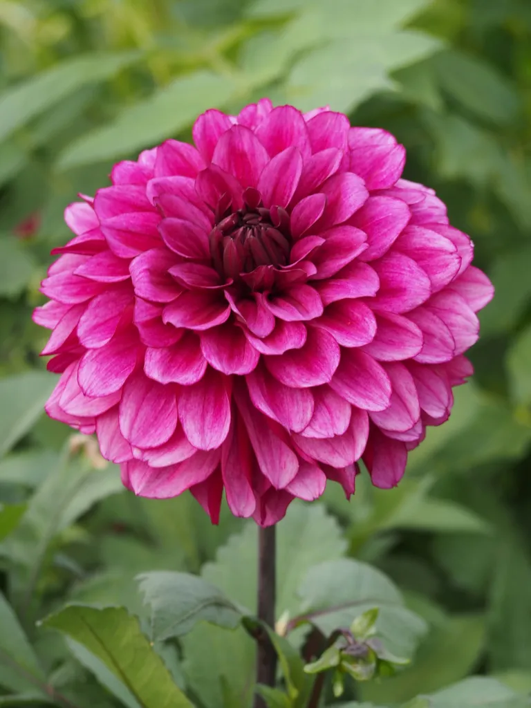 Dahlia ‘Arabian Night’ (Dahlia 'Arabian Night') – flowers in close-up, plant photo
