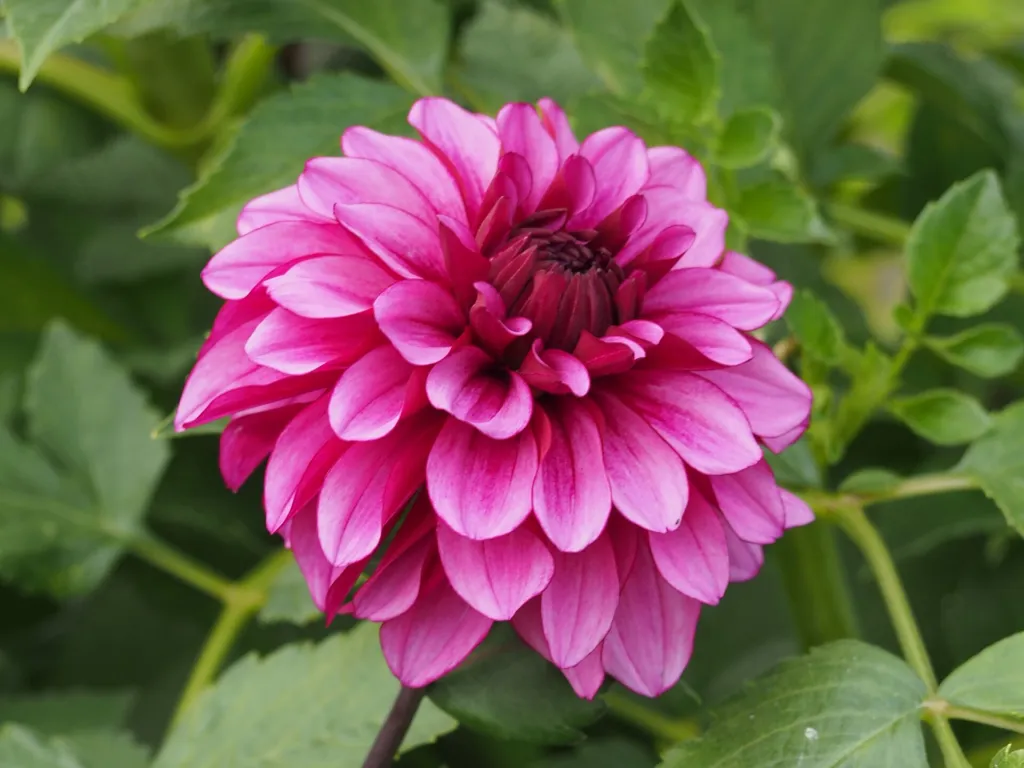 Dahlia ‘Arabian Night’ (Dahlia 'Arabian Night') – flowers in close-up, plant photo