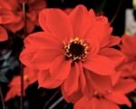 Dahlia ‘Bishop of Llandaff’