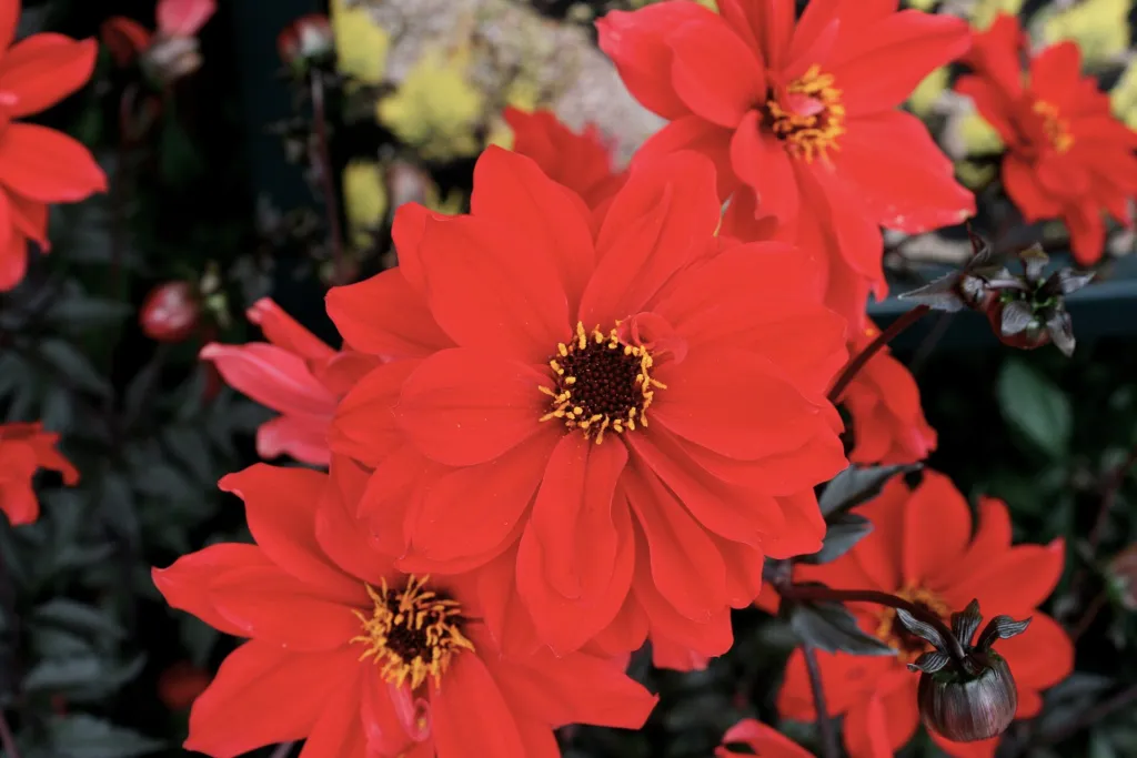Dahlie 'Bishop of Llandaff' (Dahlia 'Bishop of Llandaff') – Blüten in Nahaufnahme, Pflanzenfoto