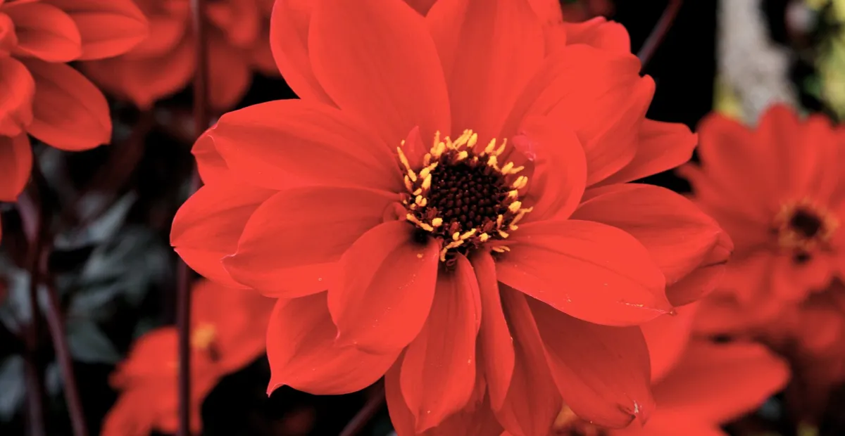 Bishop of Llandaff dahlia (Dahlia 'Bishop of Llandaff') – plant photo