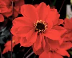 Bishop of Llandaff dahlia (Dahlia ‘Bishop of Llandaff’)