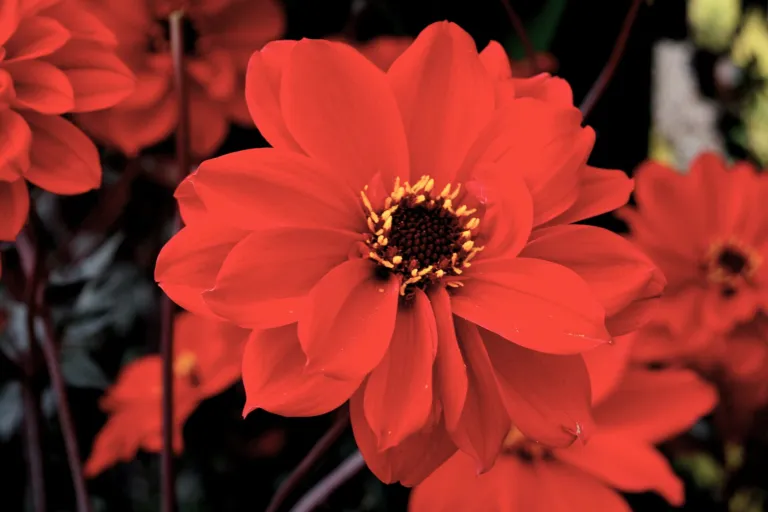 Dahlia 'Bishop of Llandaff'