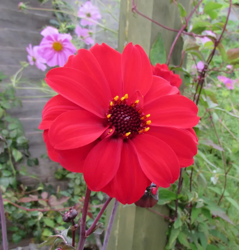 Bishop of Llandaff dahlia (Dahlia 'Bishop of Llandaff') – flowers in close-up, plant photo
