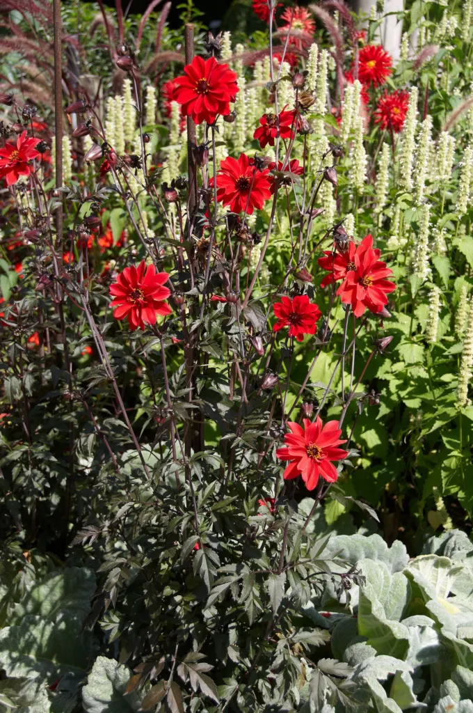 Dahlie 'Bishop of Llandaff' (Dahlia 'Bishop of Llandaff') – typisches Erscheinungsbild, Pflanzenfoto