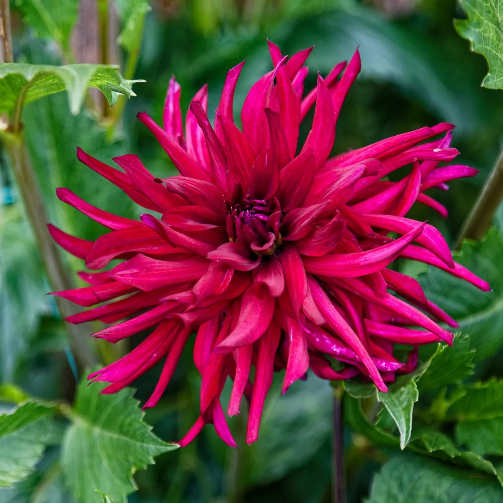 Echinocereus poselgeri (Dahlia 'Cactus') – v záhrade, fotografia rastliny