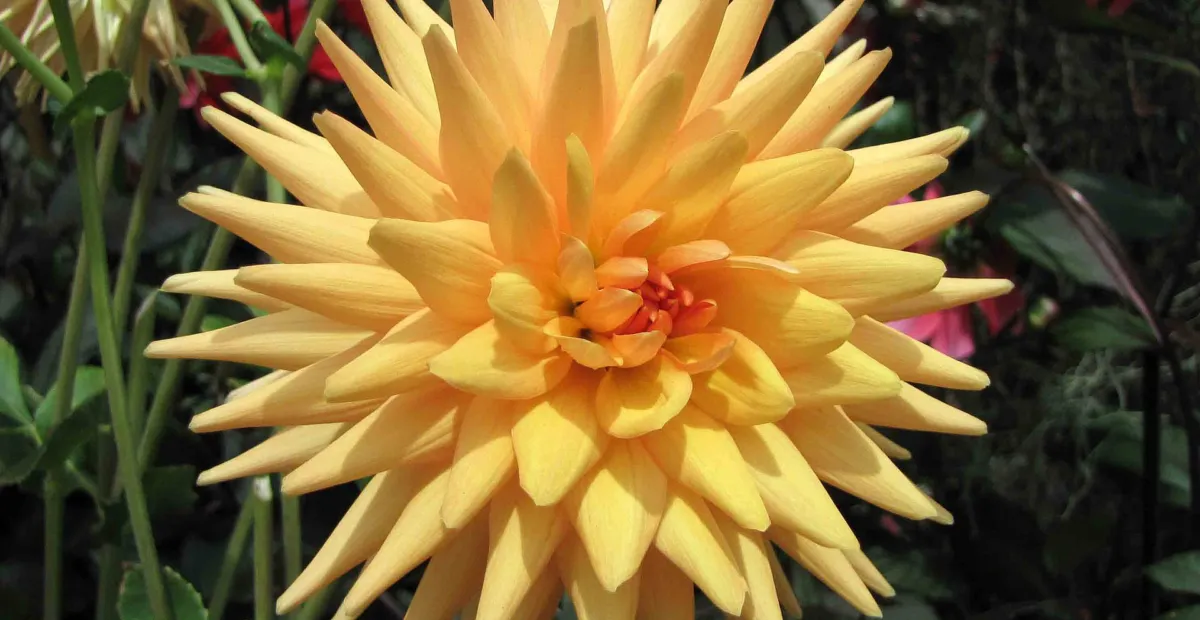 Dahlia Cactus (Dahlia 'Cactus') – plant photo