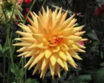 Dahlia Cactus (Dahlia ‘Cactus’)