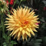 Dahlia Cactus (Dahlia 'Cactus') – plant photo