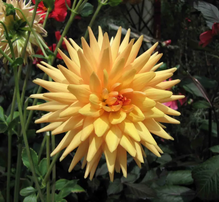 Dahlia 'Cactus'
