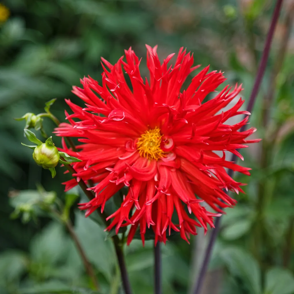 Echinocereus poselgeri (Dahlia 'Cactus') – v záhrade, fotografia rastliny