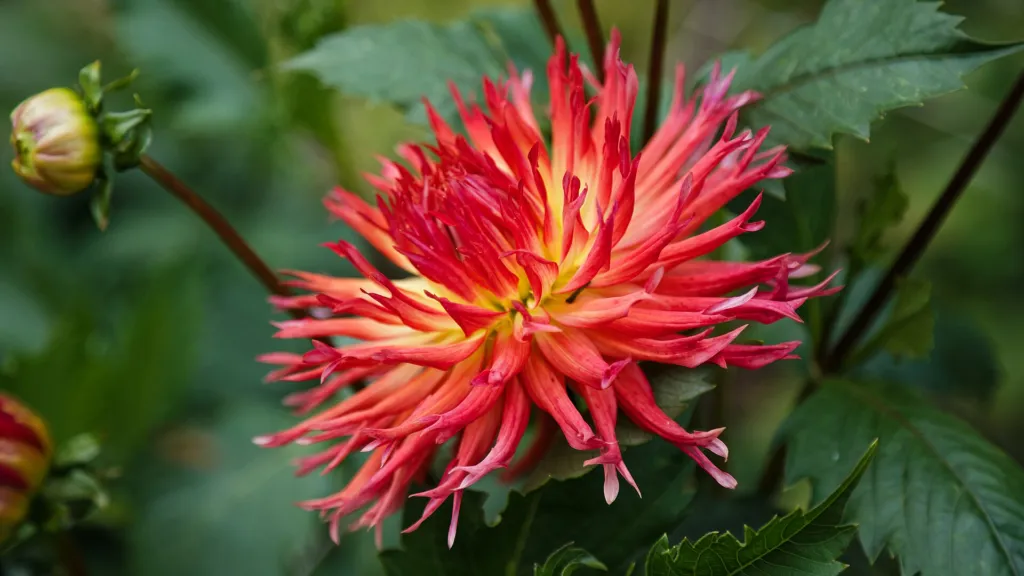 Echinocereus poselgeri (Dahlia 'Cactus') – v záhrade, fotografia rastliny