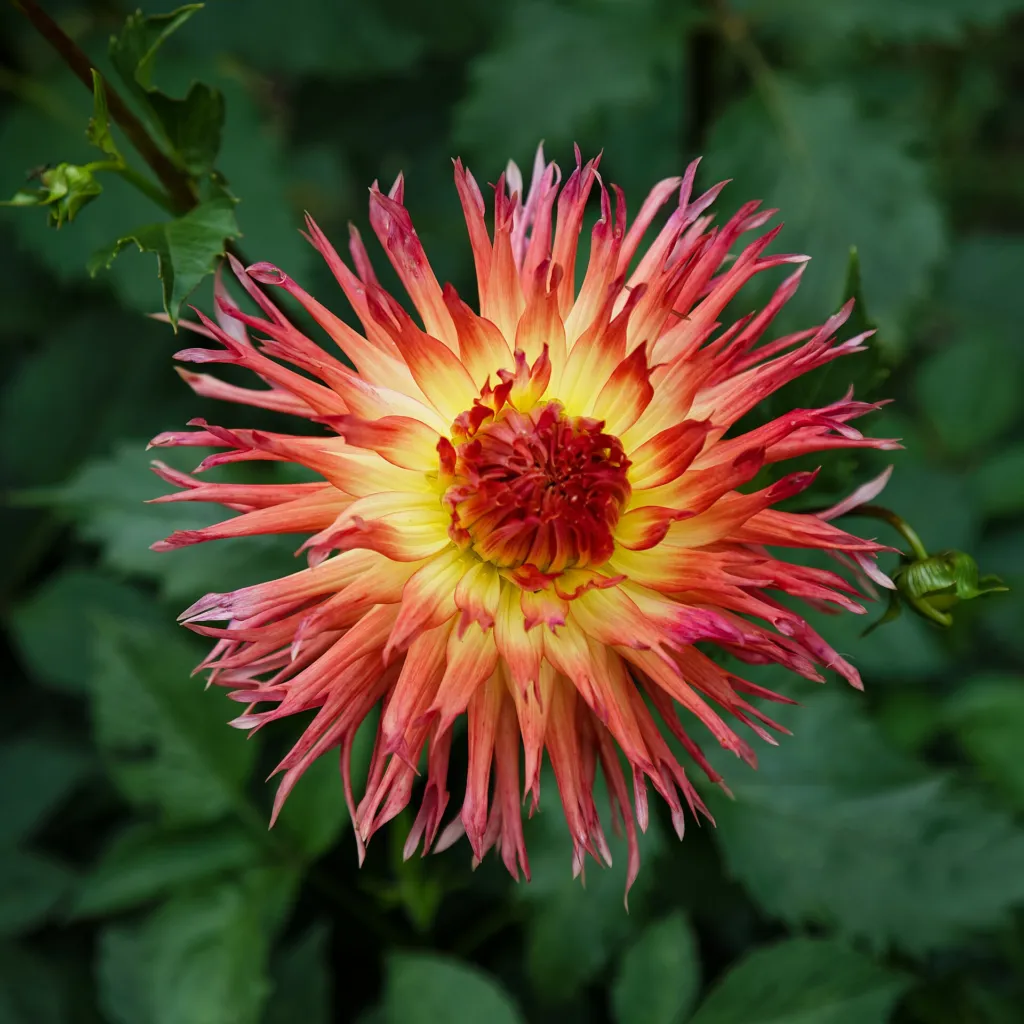 Echinocereus poselgeri (Dahlia 'Cactus') – v záhrade, fotografia rastliny