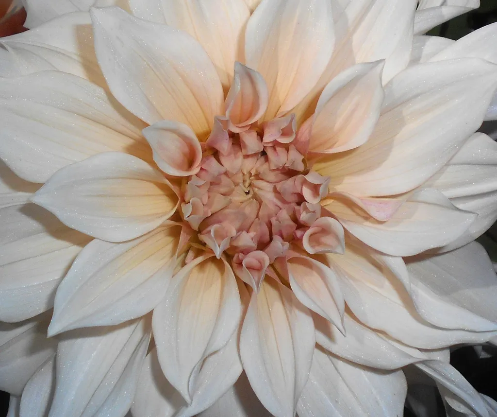 Dahlie 'Cafe Au Lait' (Dahlia 'Cafe Au Lait') – typisches Erscheinungsbild, Pflanzenfoto